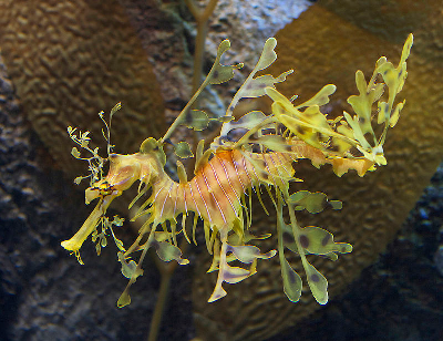 叶海龙 the leafy seadragon图片