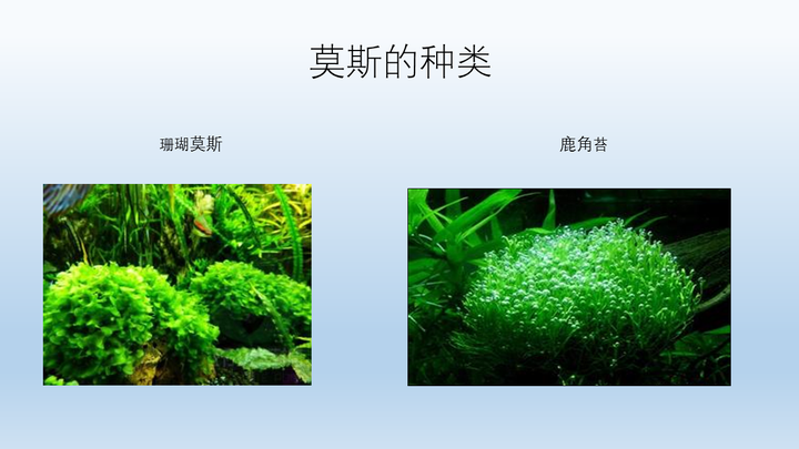 新人入坑水草缸,求大神科普水草知识,包括水草种类,品