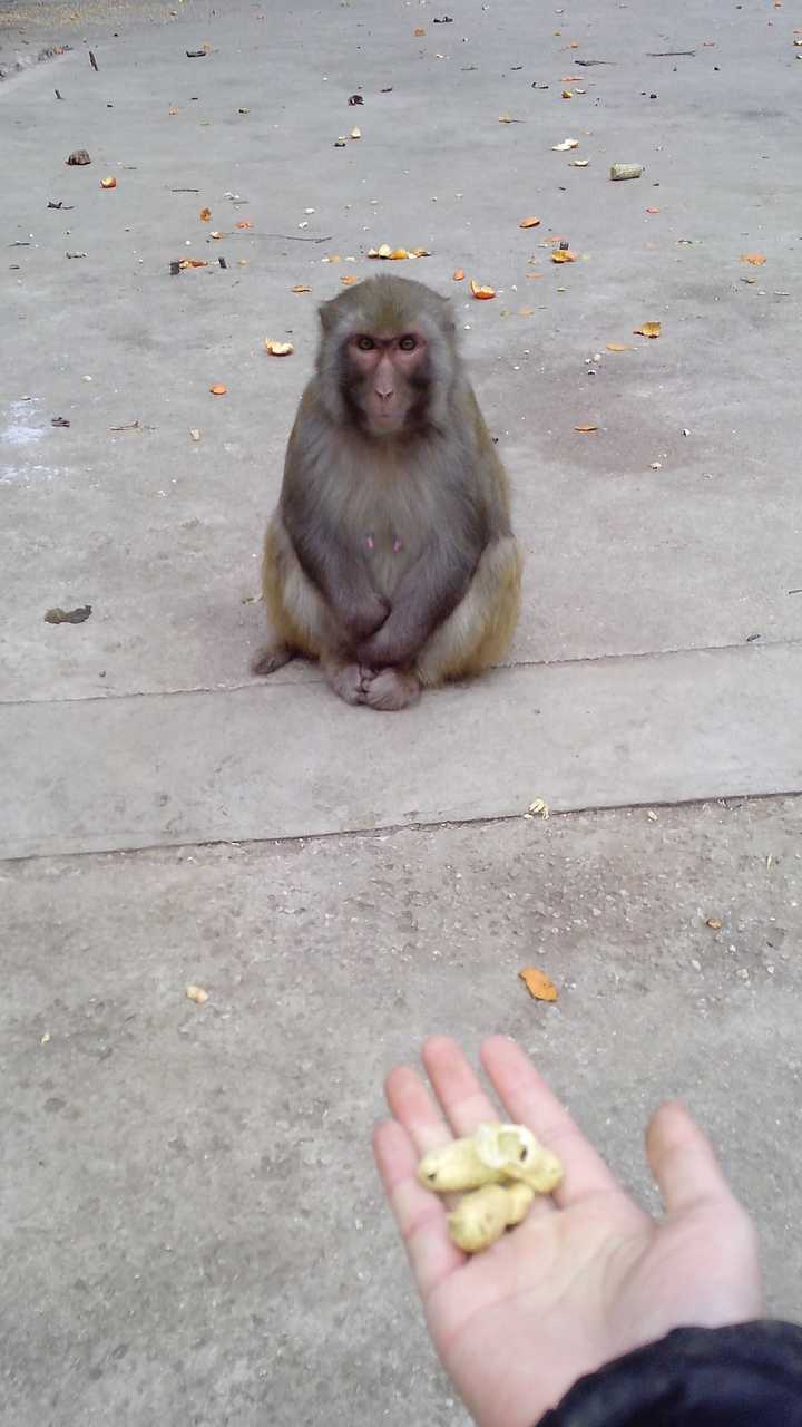 还在吃奶的小猴,母猴是不会让它单独行动的,都是以下图这种姿态出现.