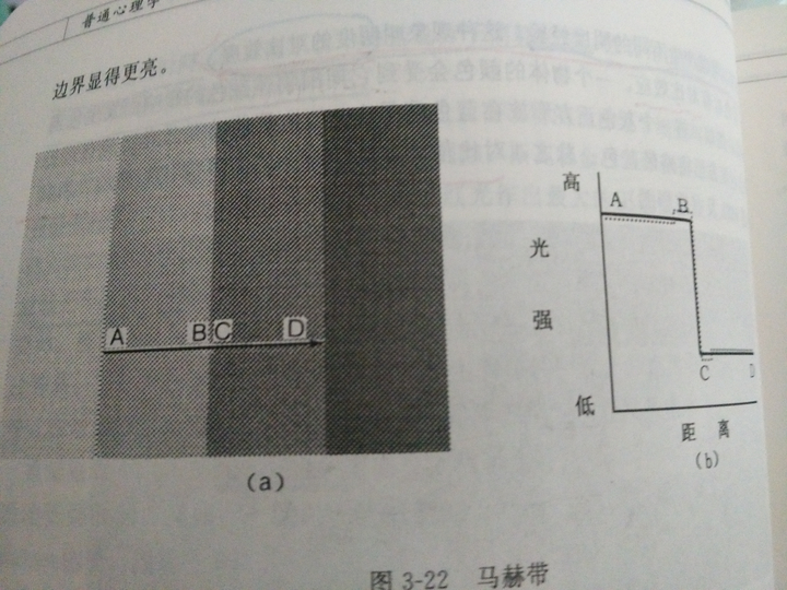 如何用侧抑制解释马赫带?亮区一侧的抑制大于暗区一侧