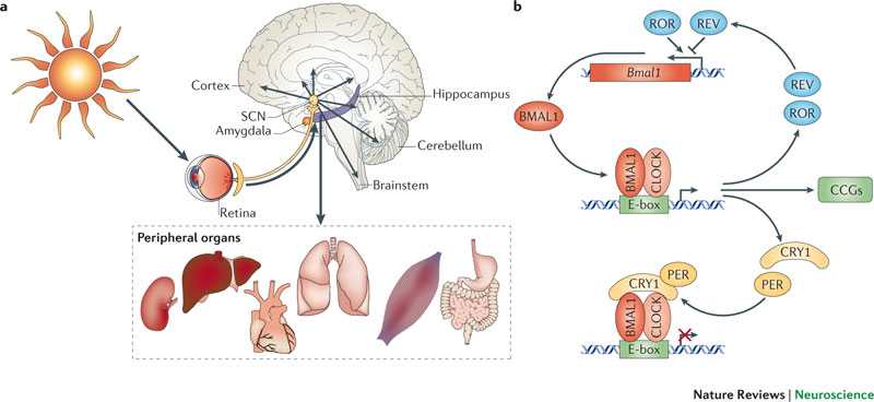 实验室同学是做circadian rhythm的,我们有一次就聊到了盲人会不会有