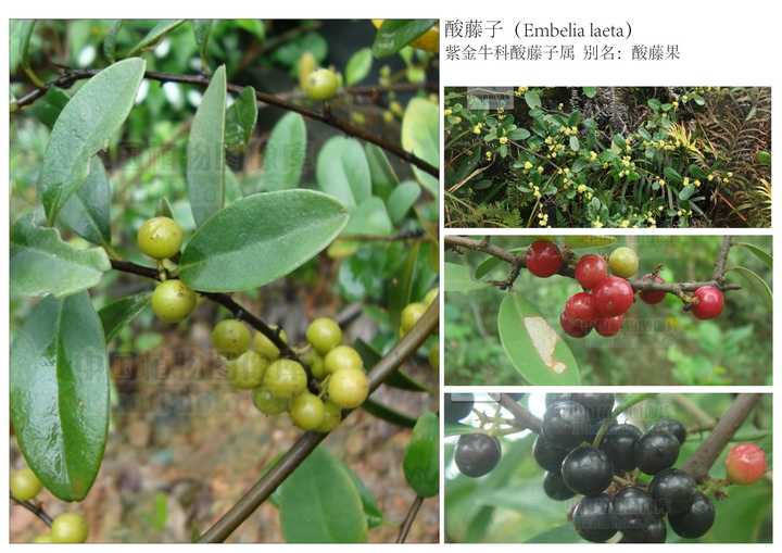 酸藤子(embelia laeta) 紫金牛科酸藤子属  别名:酸藤果 酸藤子与白花