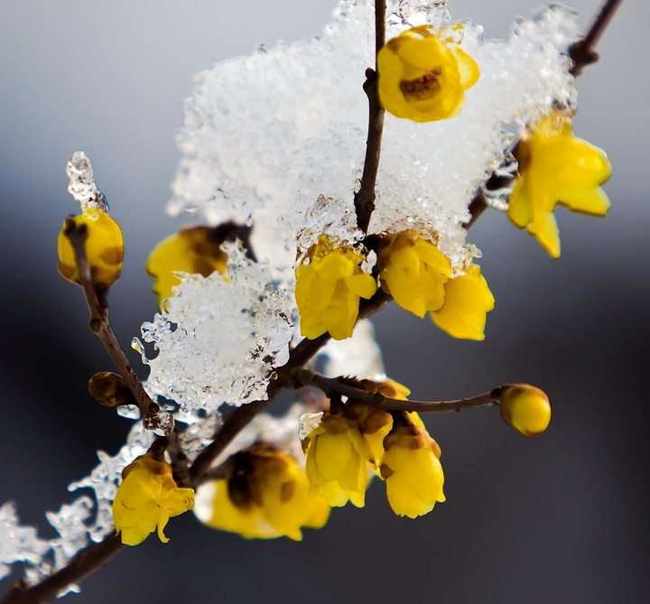 冷清两个月,新年来了.北风萧萧,雪花飘飘,腊梅却开了.