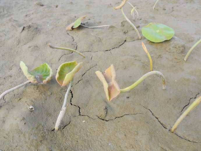 水缸里种莲藕真的会有这种效果吗?