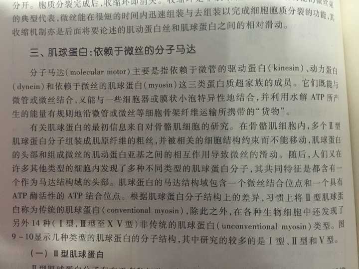 这是一个肌球蛋白,拖着一个内啡肽,走在一个单纤维上,然后大摇大摆的