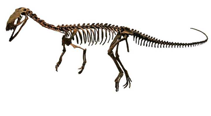 骨骼图scotthartman绘制,复原图t-pekc绘制 埃雷拉龙(herrerasaurus