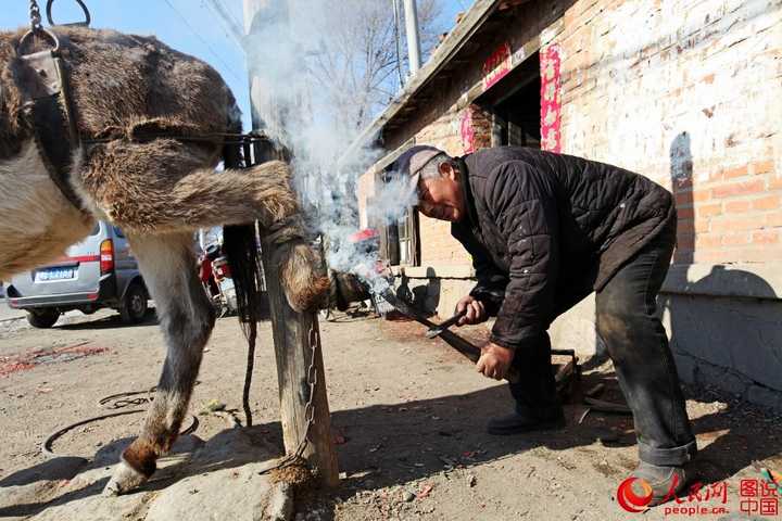 为什么要给马钉马掌?