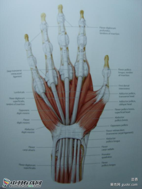 被划到的是连着中指的肌腱.