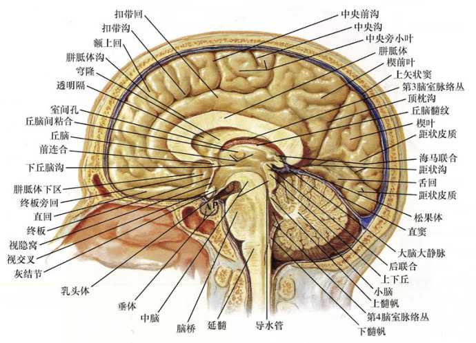 4)小脑负责掌控人体平衡,管理肢体运动协调; 5)最末端(最下端)的延髓