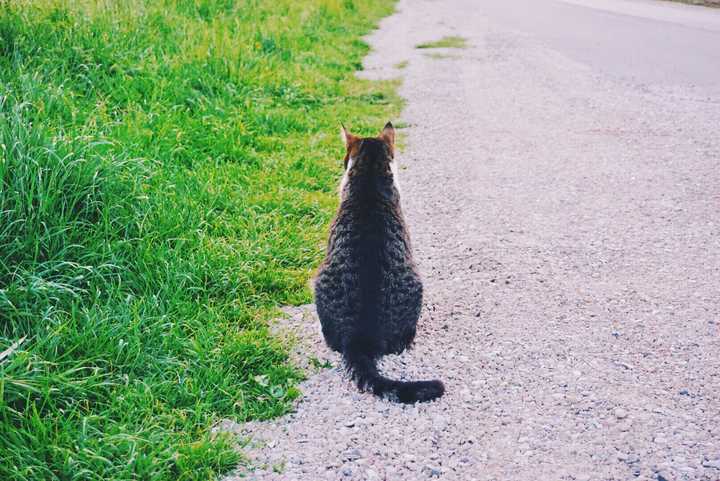 在路上遇到的一只孤独的猫咪