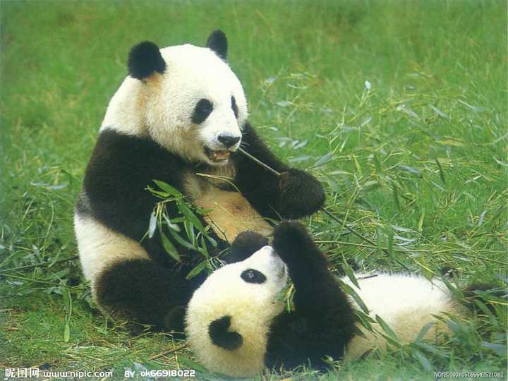 为什么熊猫能长出规律的毛色?