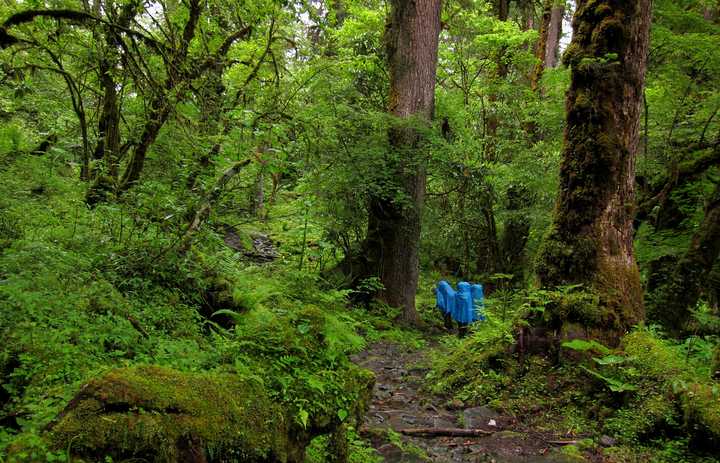 高山针阔混交林带