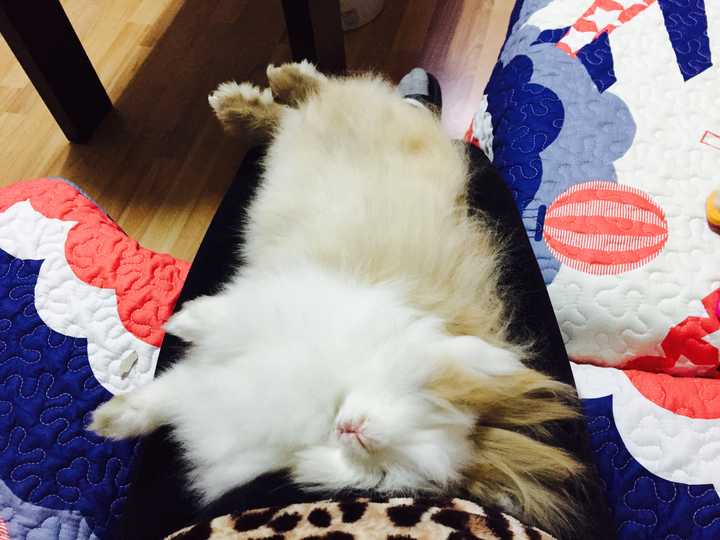 兔子,荷兰猪与鸽子的仓鼠比较?智商翻过来了图片