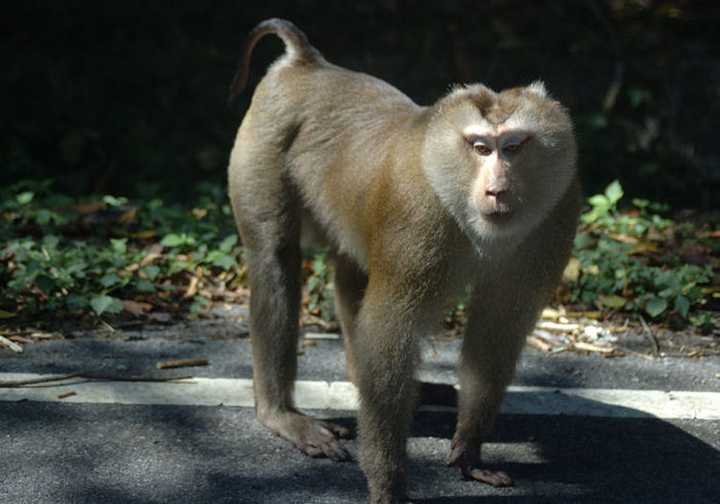 豚尾猴(macaca nemestrina)