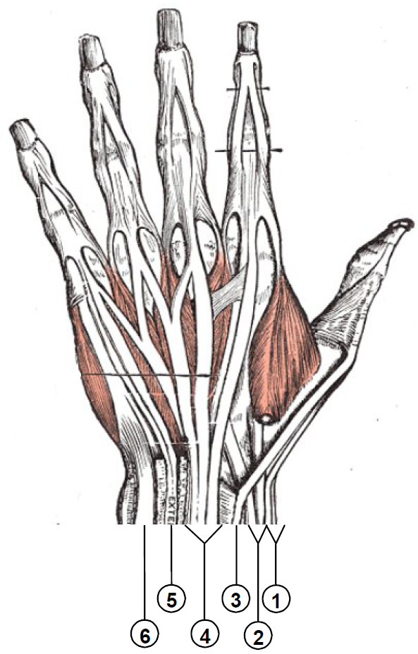 这些肌腱位于手背,主要负责伸指这个动作了,他们也限制了手指的活动