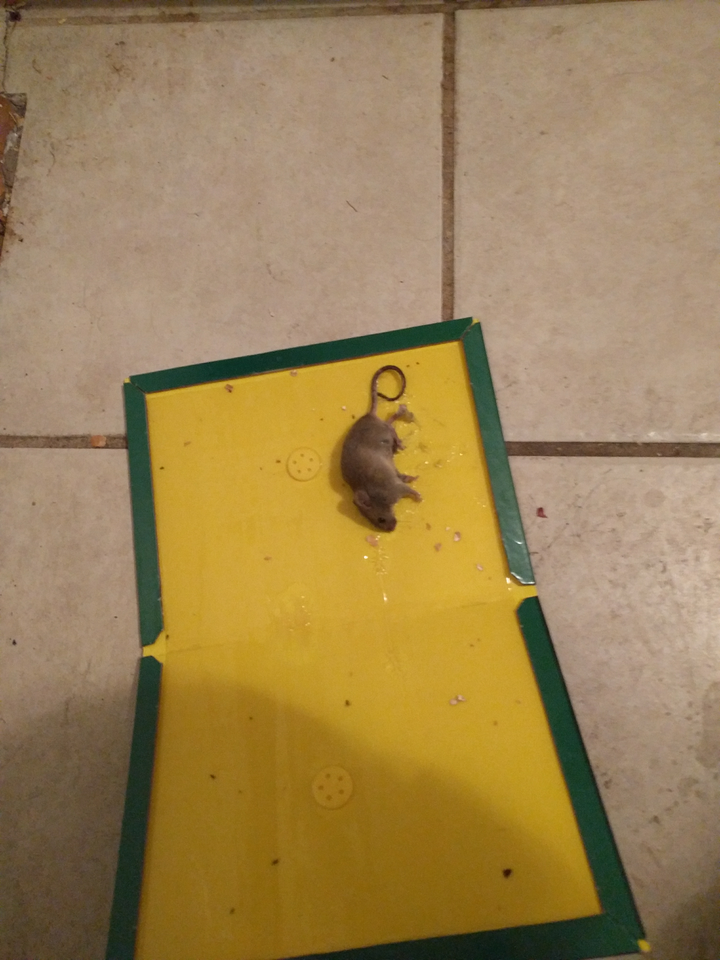 这个老鼠粘简直就是神器!买了以后已经捉住10只老鼠了.