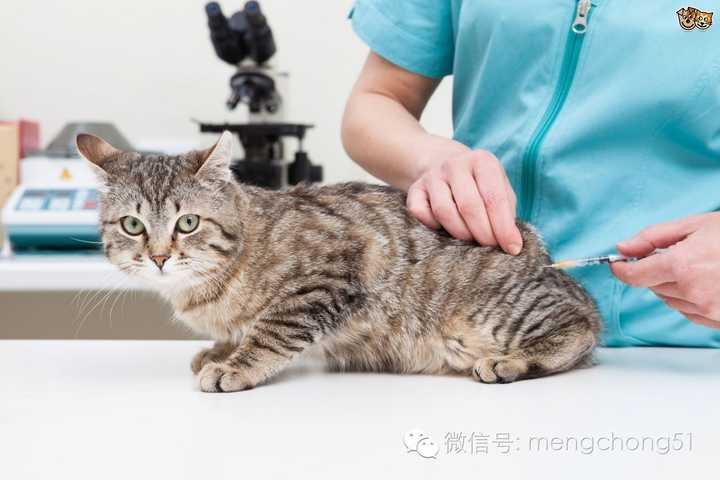 猫多大可以洗澡和打疫苗?