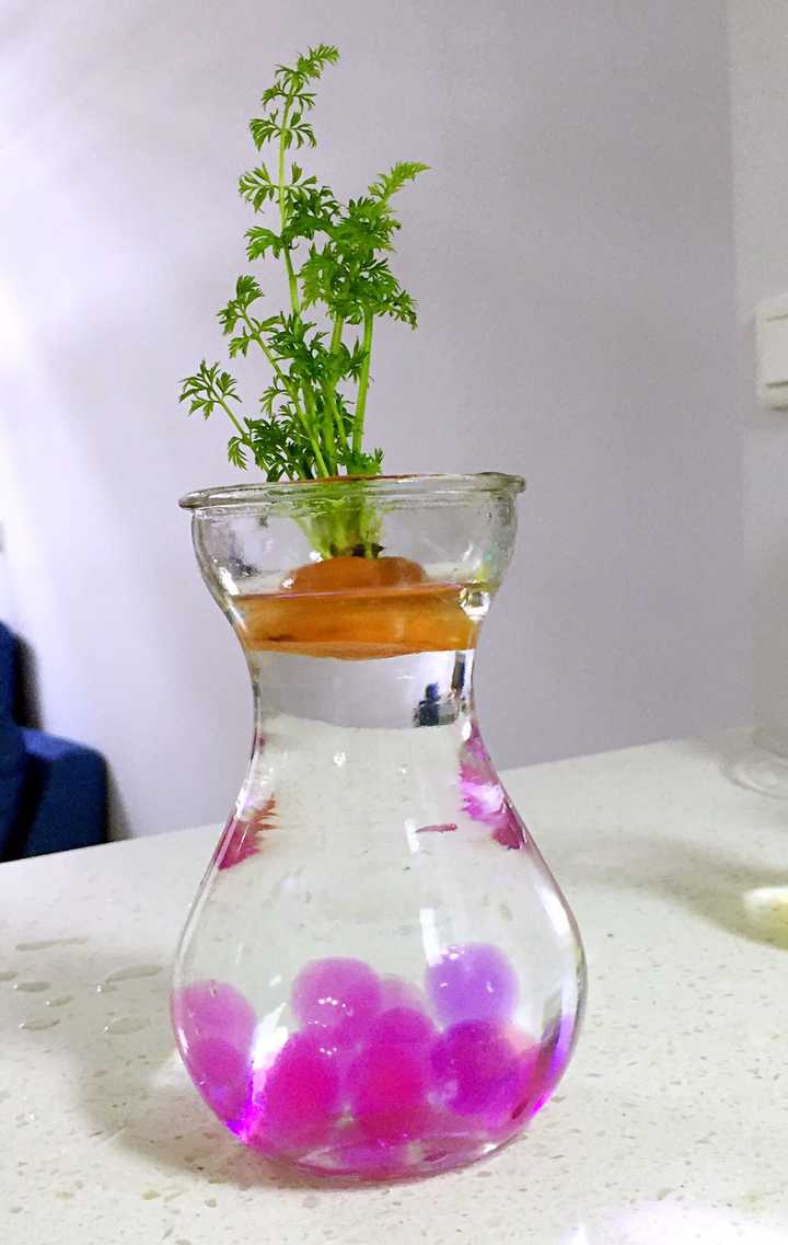 大家都养什么水培植物?