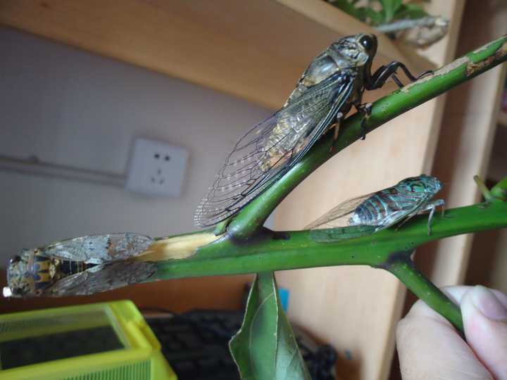 下图从左到右分别是蟪蛄,蚱蝉和蒙古寒蝉.3年前的夏天被我同时