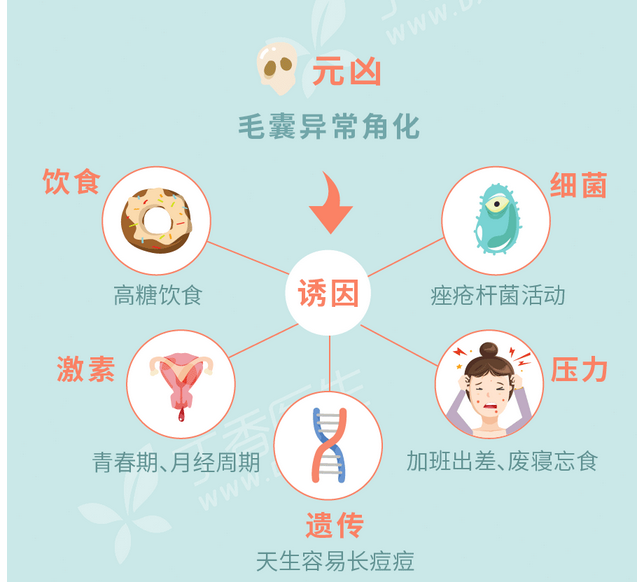 现在,我们已经认识到,痤疮杆菌本是皮肤表面正常菌群之一,只是生性嗜