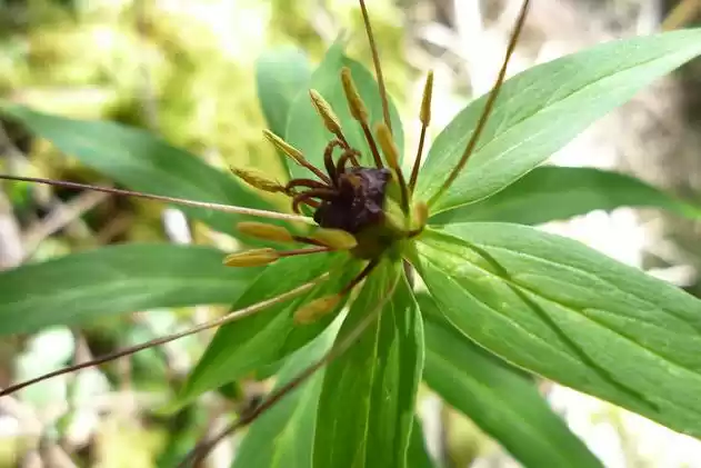 中文学名 七叶一枝花 拉丁学名 paris polyphylla  别称 蚤休 下面是