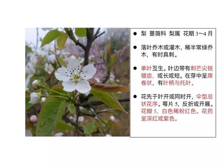 如何区别桃花,杏花,李花,樱花,梨花和梅花?