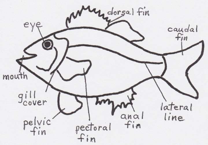 依靠何种量化指标来分析,所以并不懂怎么来分类 先看一下鱼的示意图