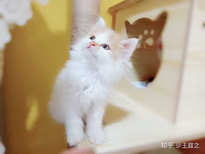 一只猫能可爱到什么程度?