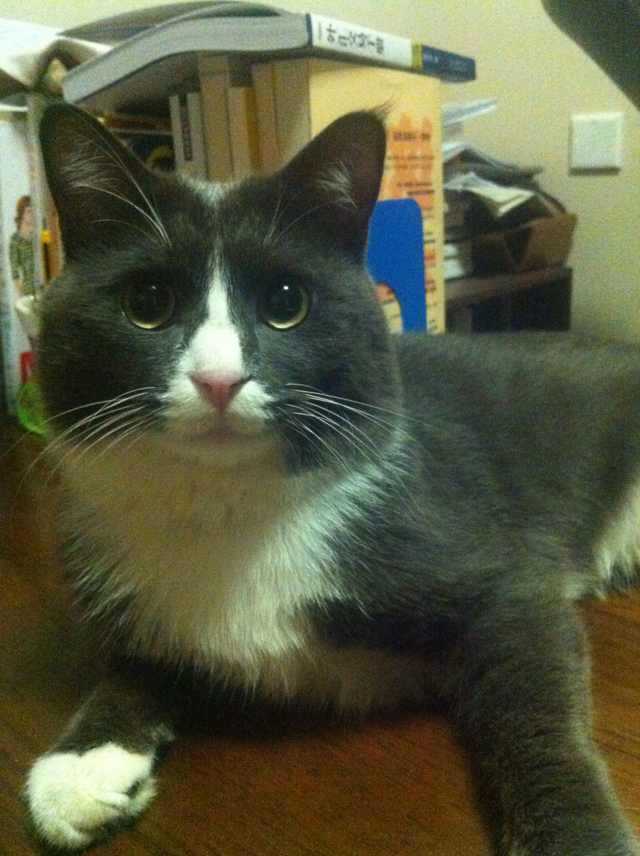 养一只灰色土猫(不是狸花猫)是一种什么样的体验?