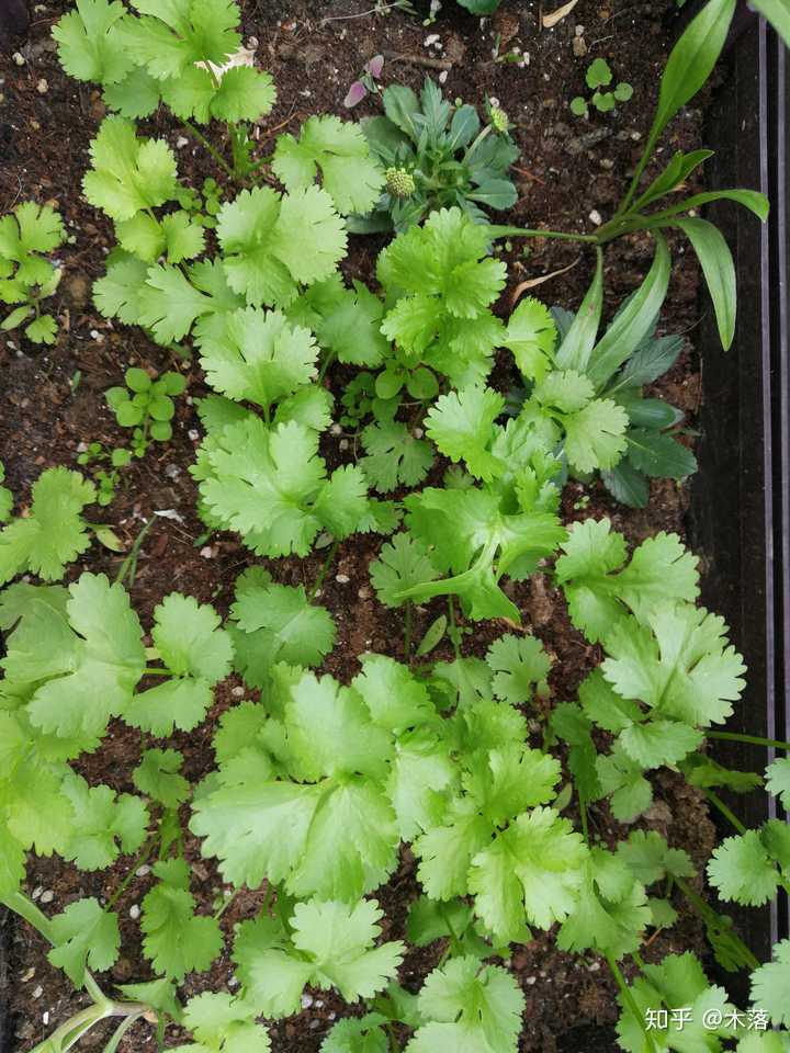 「香菜」(中文正名:芫荽)是一种什么植物,它的气味和味道有什么特点?