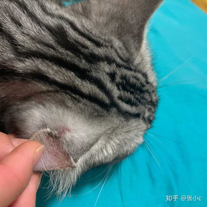 求助:拿去猫舍配种回来,不知道是猫藓还是被咬伤了