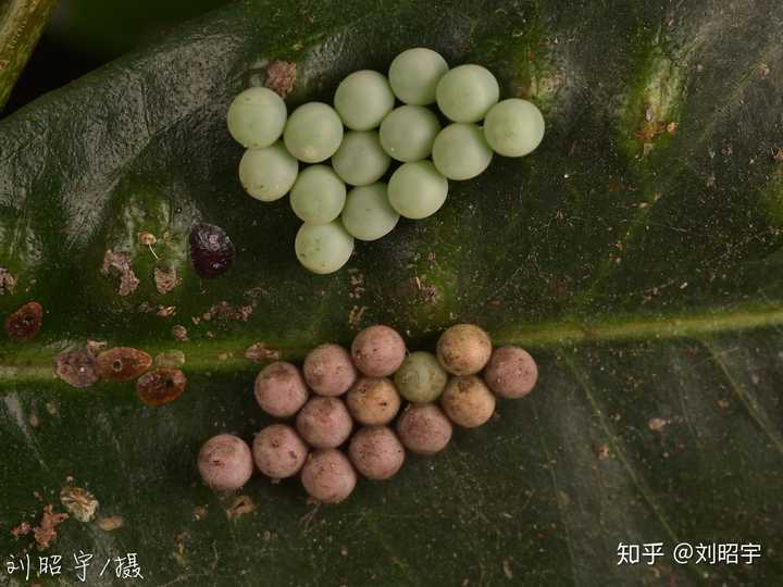 请问这有弹性无异味的绿色圆球是什么虫卵?