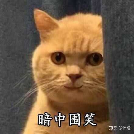 各位小伙伴有没有暗中观察橘猫的表情或者头像?