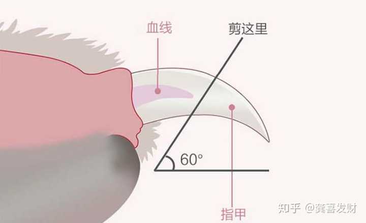 给猫剪指甲猫会疼吗