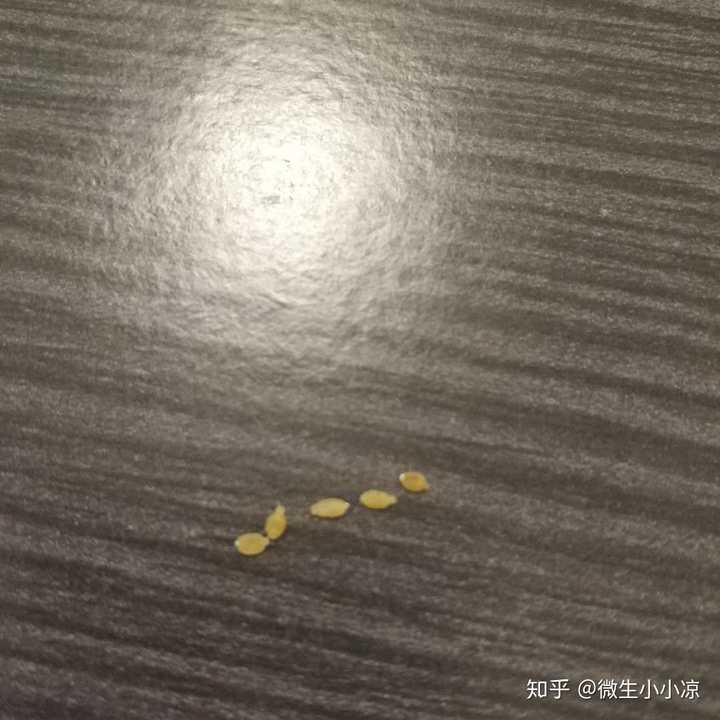 猫绦虫节片是什么颜色的?