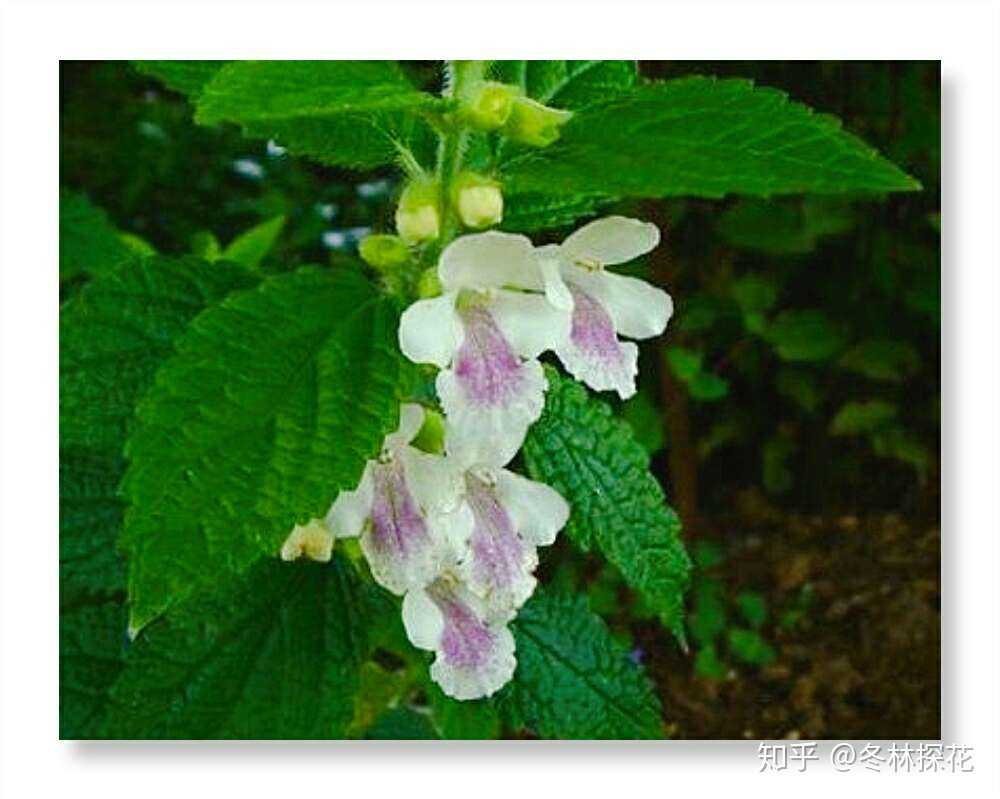 香蜂花,9月29日的