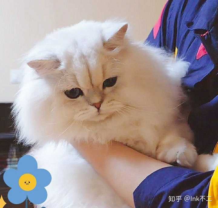 如何评价b站up主花少北的猫花生米?