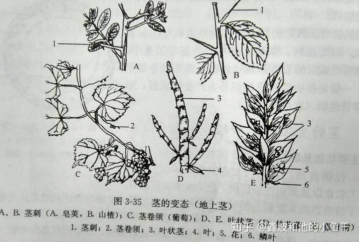 茎变态分为 地上茎的变态(茎刺,茎卷须,叶状茎,小鳞茎和小块茎等)和