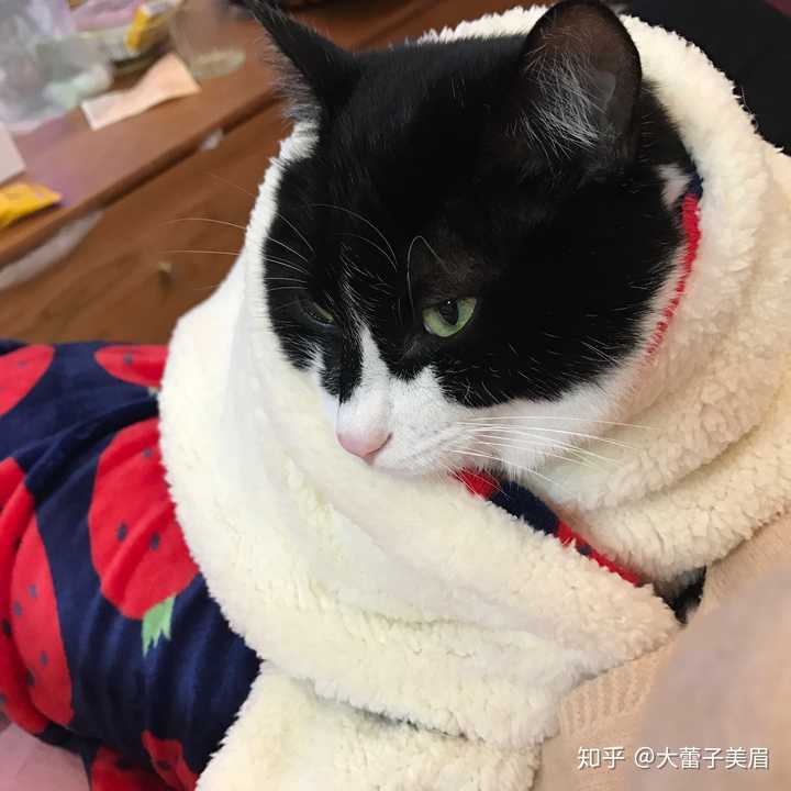 奶牛猫都是黄眼睛吗?有没有别的颜色?