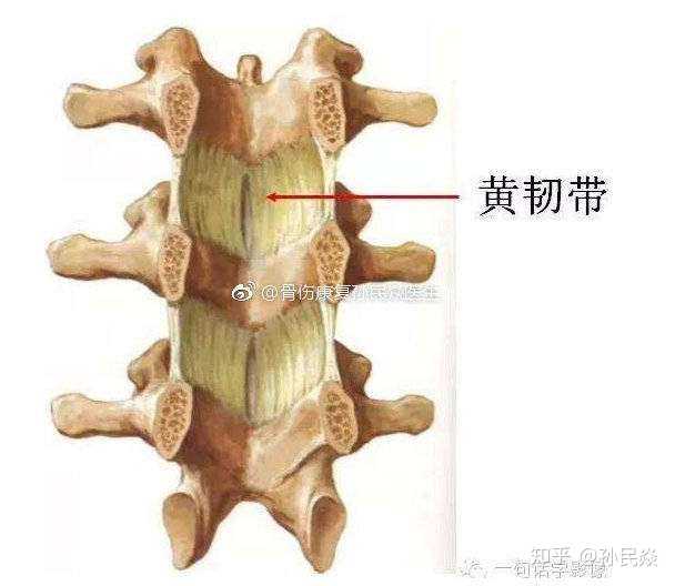 孙民焱 的想法: 黄韧带 yellow ligament 由于含有较多弹… - 知乎