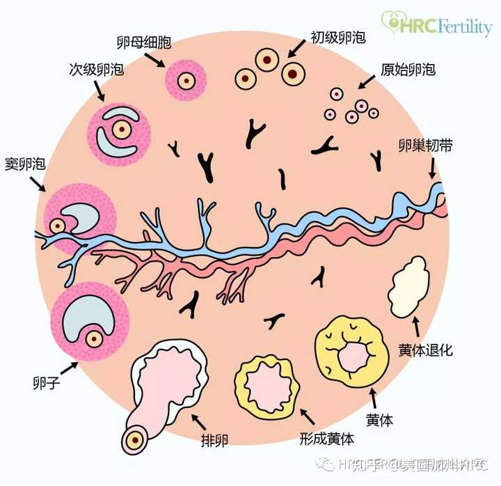 女性一生中一般只有 400-500个卵泡可以发育成熟, 仅占女性卵巢中卵泡