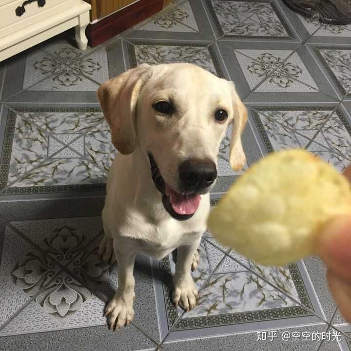 想吃薯片的狗娃子