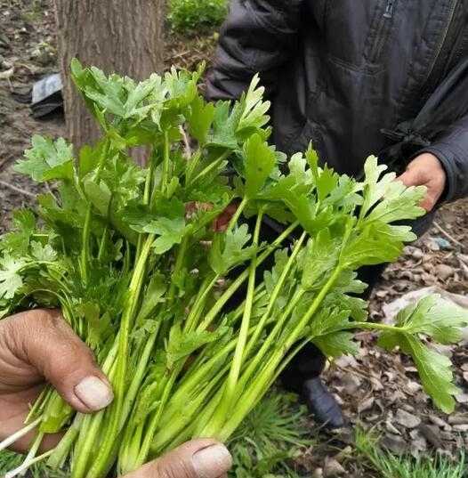 但有毒 我妈特意让我区分 因为我们那边有人误食 下面这个是芹菜,随便