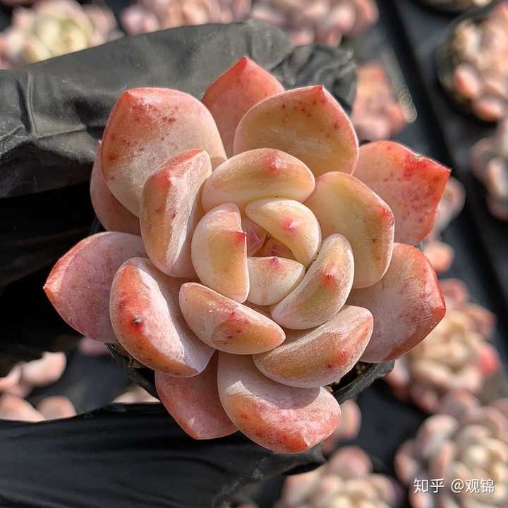 多肉植物你们最喜欢购买哪种? - 知乎