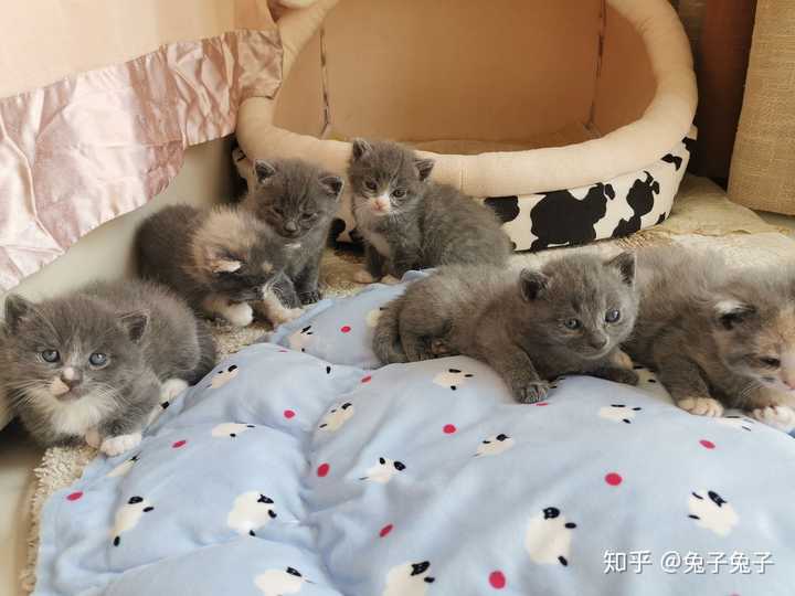 蓝猫和橘猫可以杂交吗,如果可以的话,有实际案例吗?