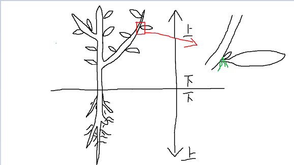 对于腋芽来说,也是下端长(不定)根,上端是芽.