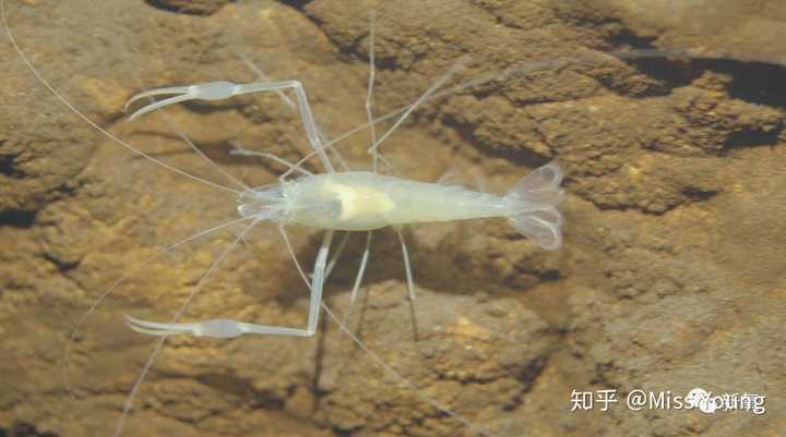 盲虾虽然眼睛看不见,但是有特别敏感的皮肤触觉,可以帮助他们在曲折的