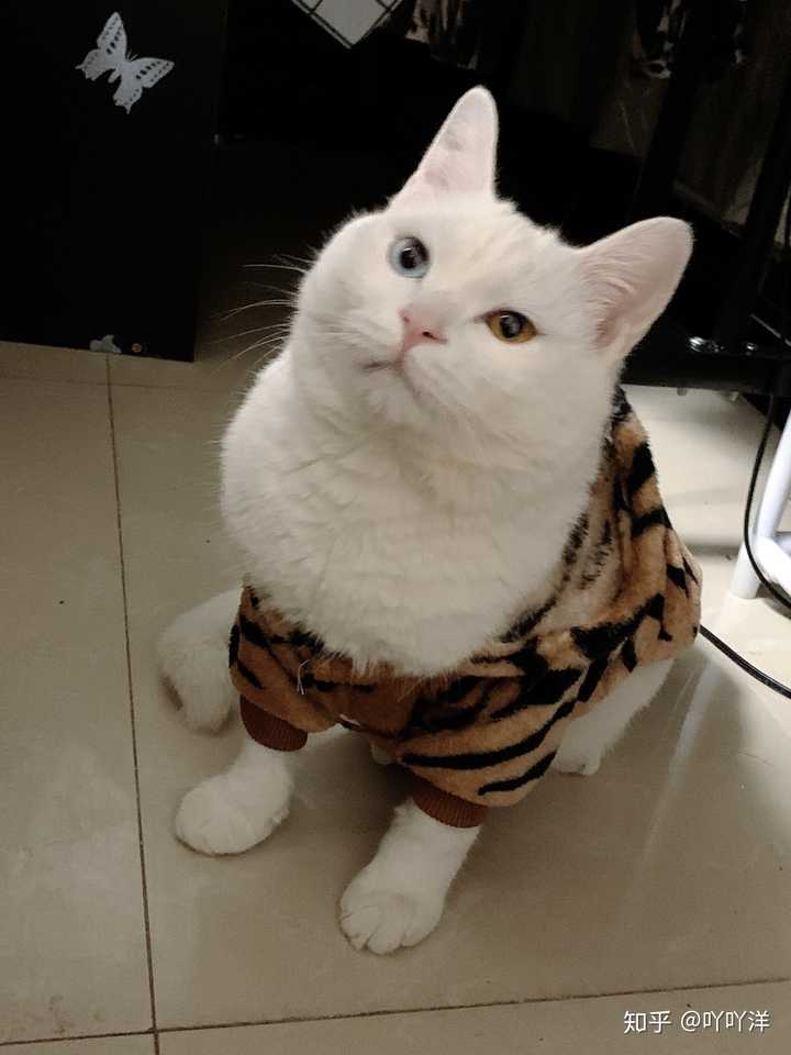 养的小猫咪,纯白色异瞳,不知道是什么品种的猫咪,?