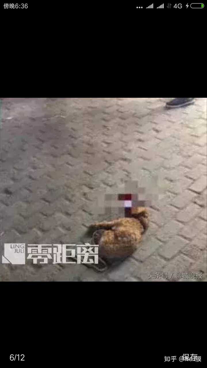 如何看待2岁儿子逗弄拴绳泰迪犬被咬,父亲当街摔死泰迪犬后遭爱狗网友