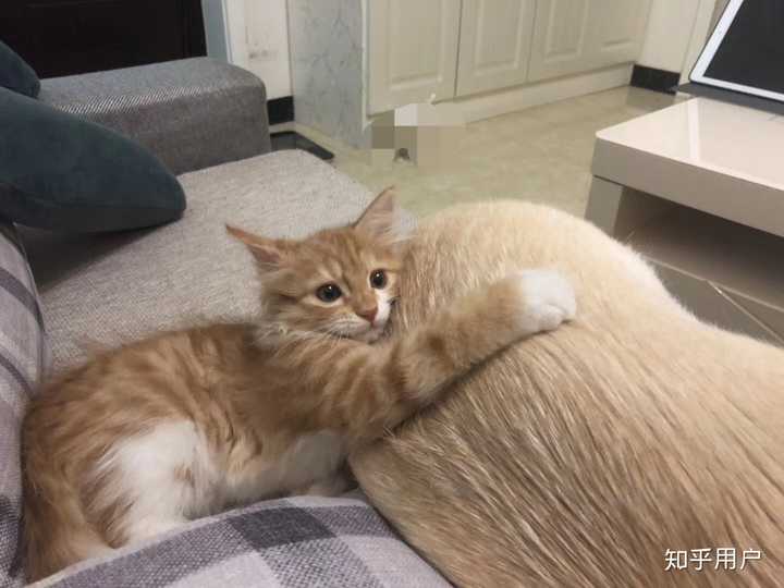 橘猫一只多少钱?
